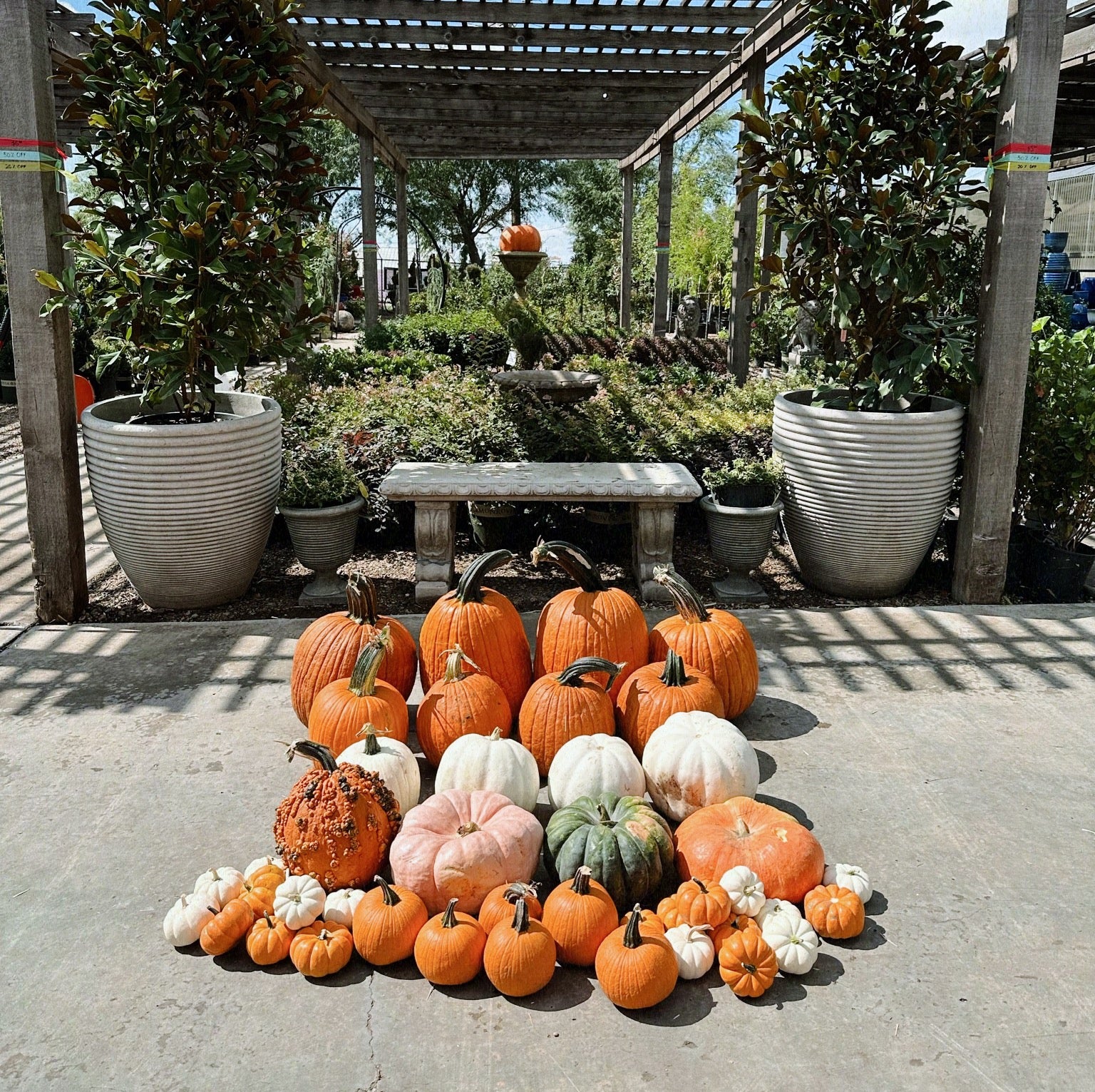 Pete's Pumpkins - Package No.5