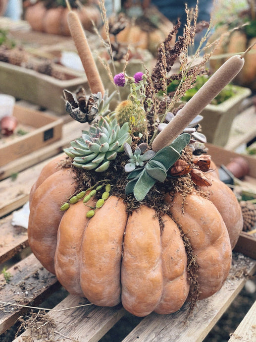 Pumpkin Succulent Workshop - October 19, 2024