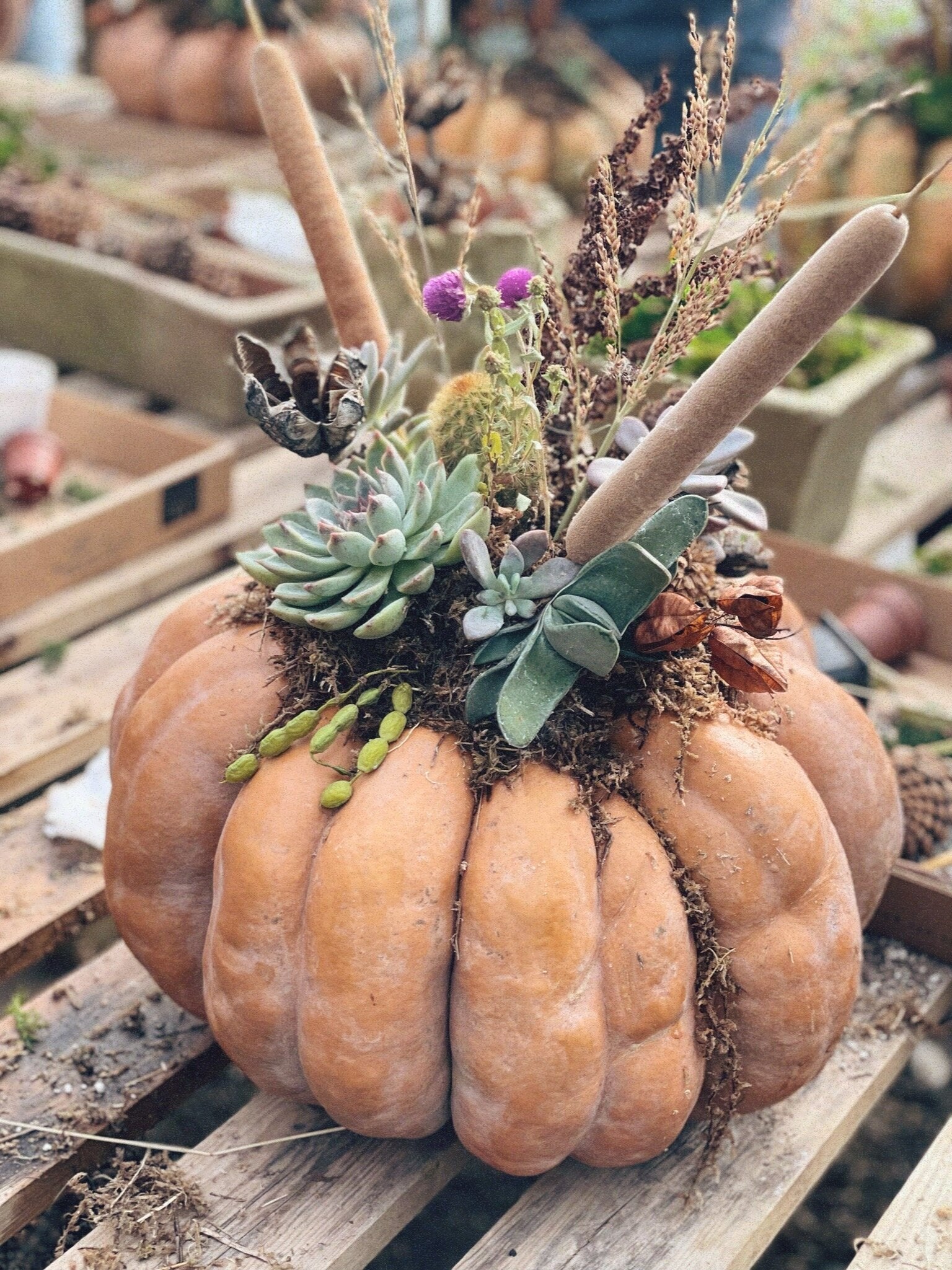 Pumpkin Succulent Workshop - Sep 26