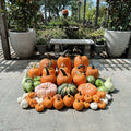 Pete's Pumpkins - Package No.6