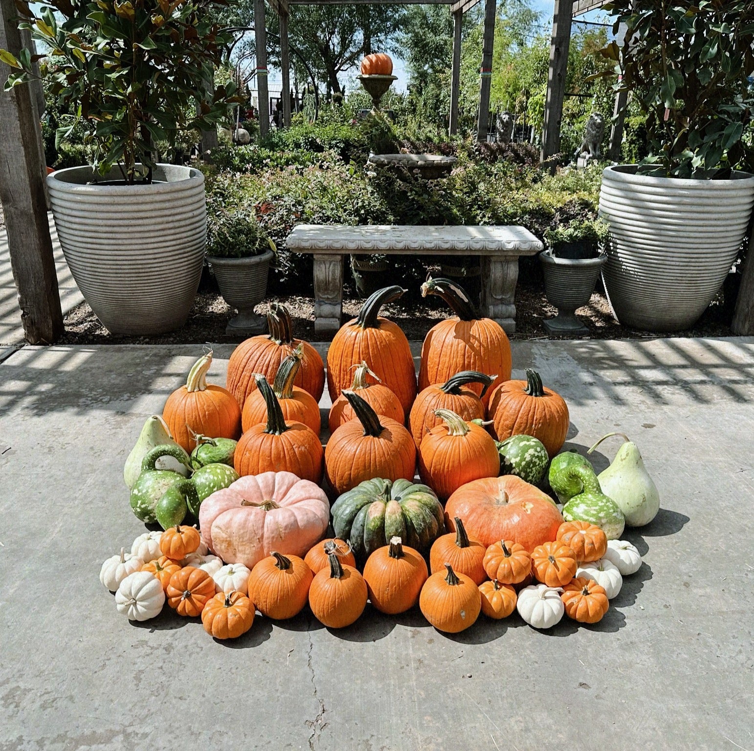 Pete's Pumpkins - Package No.6