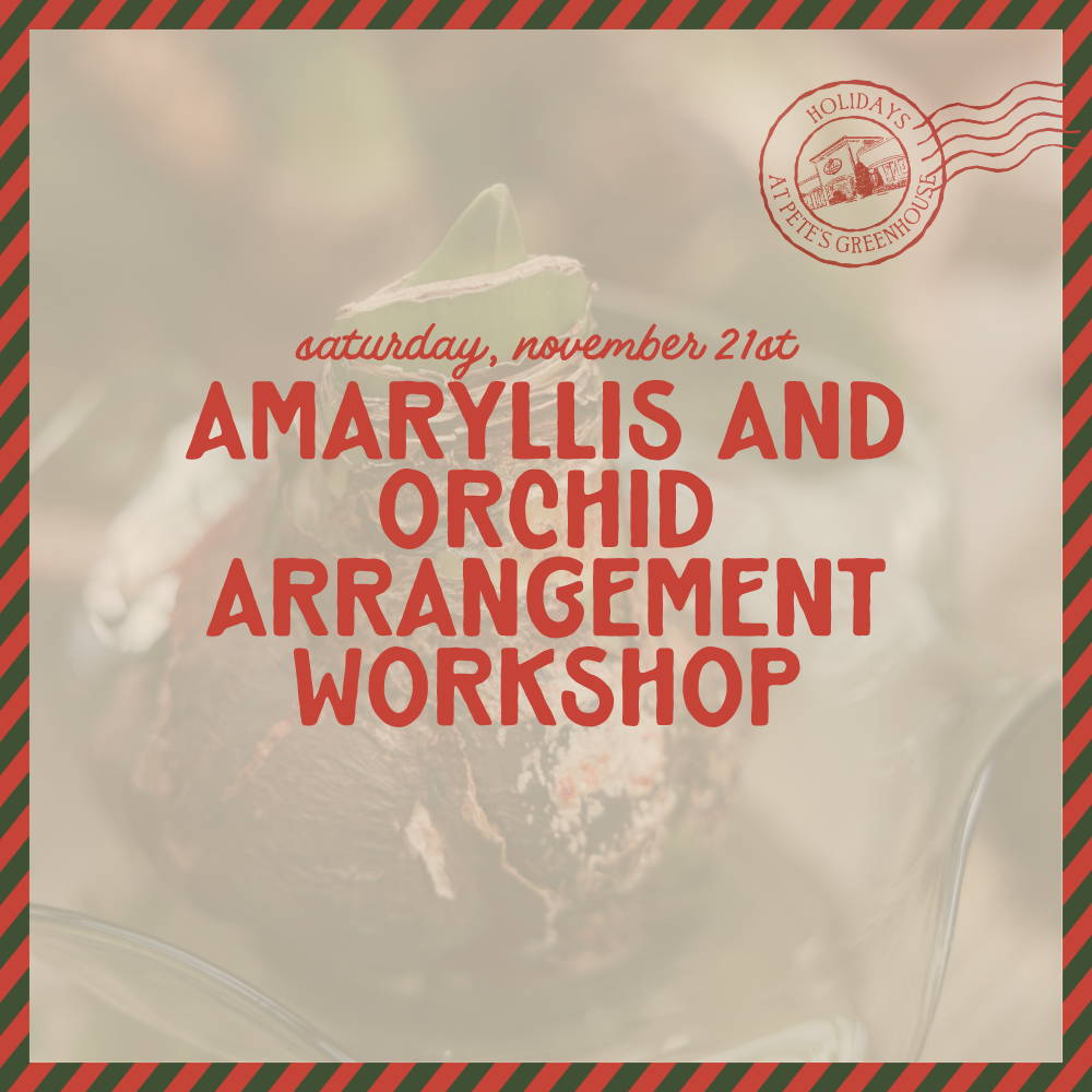 Amaryllis and Orchid Arrangement Workshop - Nov 21