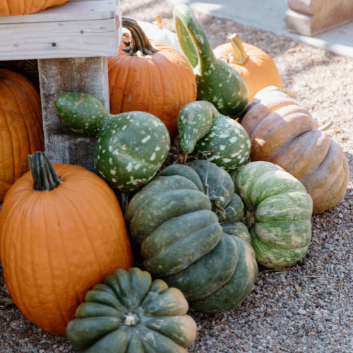 Pete's Pumpkins - Package No.3