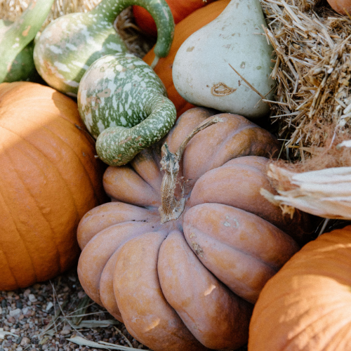 Pete's Pumpkins - Package No.1