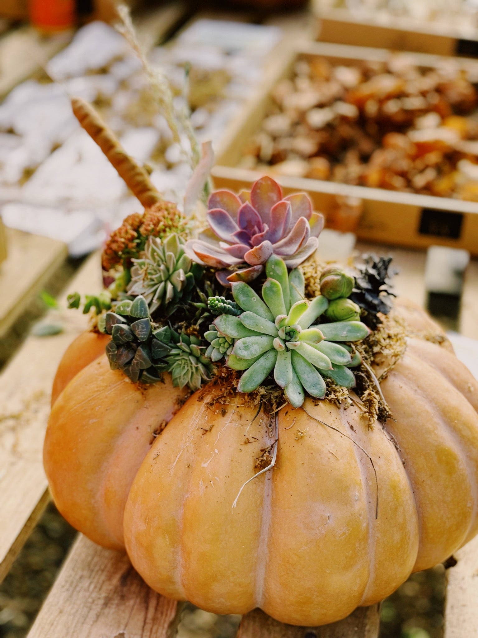 Pumpkin Succulent Workshop - Sep 26