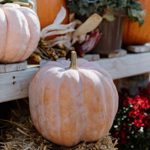 Pete's Pumpkins - Package No.2