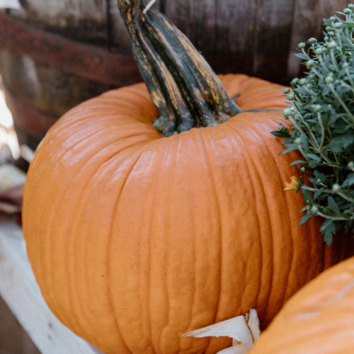 Pete's Pumpkins - Package No.4