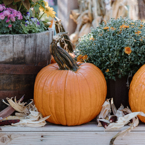 Pete's Pumpkins - Package No.5