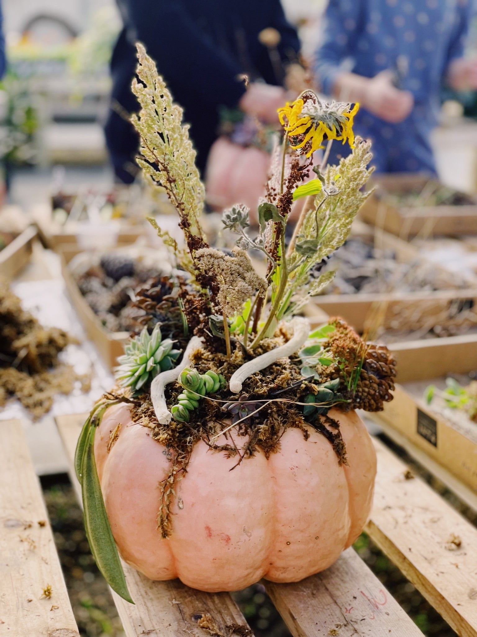 Pumpkin Succulent Workshop - Sep 26
