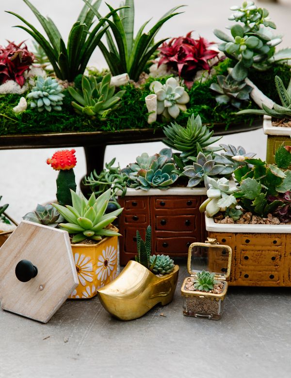 Succulent Workshop - Bring Your Container - January27th at 10am
