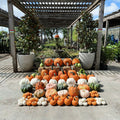 A variety of pumpkins displayed outdoors, including jack o'lanterns and gourds, arranged in an assortment.