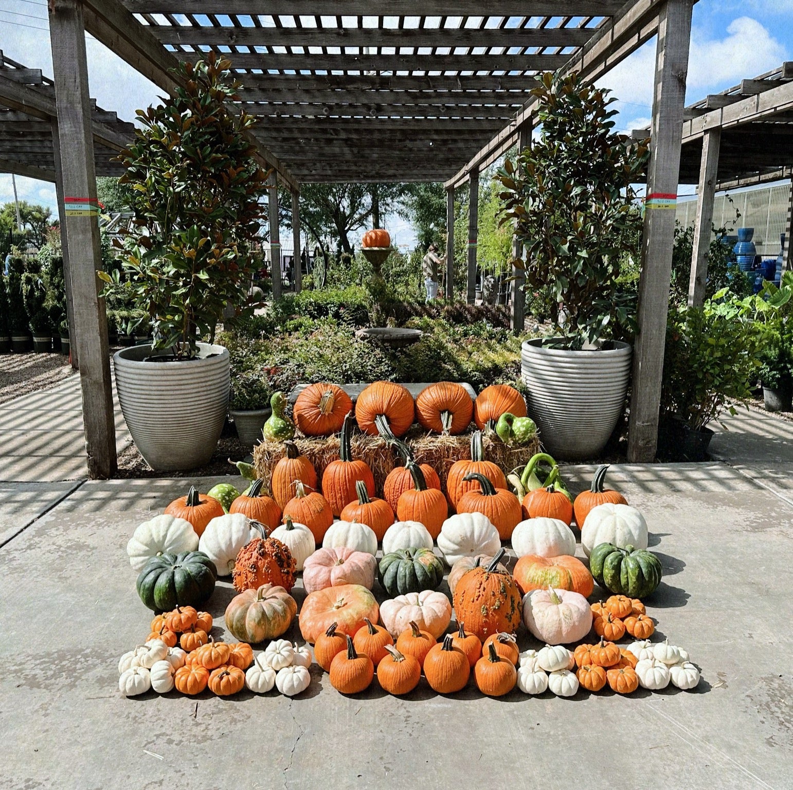 A variety of pumpkins displayed outdoors, including jack o'lanterns and gourds, arranged in an assortment.