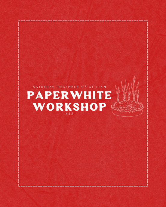 Paperwhite Workshop