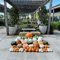 Pete's Pumpkins - Package No.3