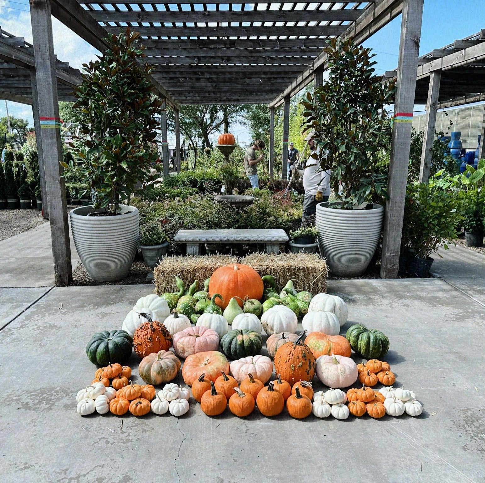 Pete's Pumpkins - Package No.3