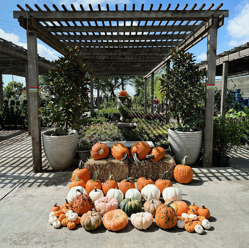 Pete's Pumpkins - Package No.4