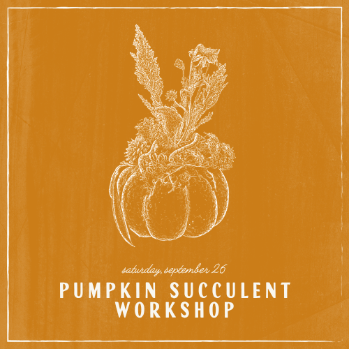 Promotional graphic for a 'Pumpkin Succulent Workshop' on Saturday, September 26. The design features a textured mustard-orange background with a white hand-drawn sketch of a pumpkin and succulent plant in the center, and white text at the bottom.