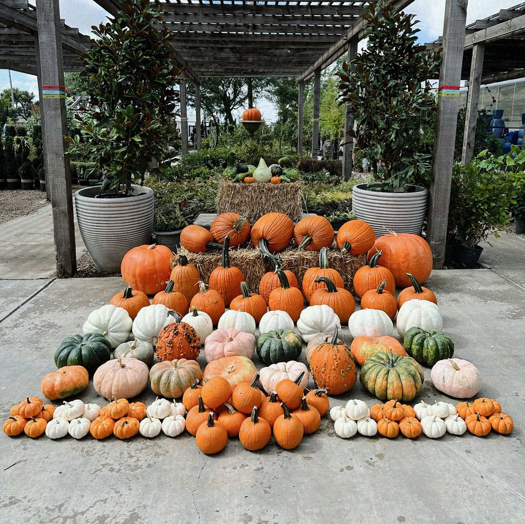 An array of pumpkins displayed on a concrete surface, including various sizes and colors such as orange, white, and green, arranged in front of a greenhouse.