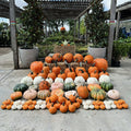 An array of pumpkins displayed on a concrete surface, including various sizes and colors such as orange, white, and green, arranged in front of a greenhouse.