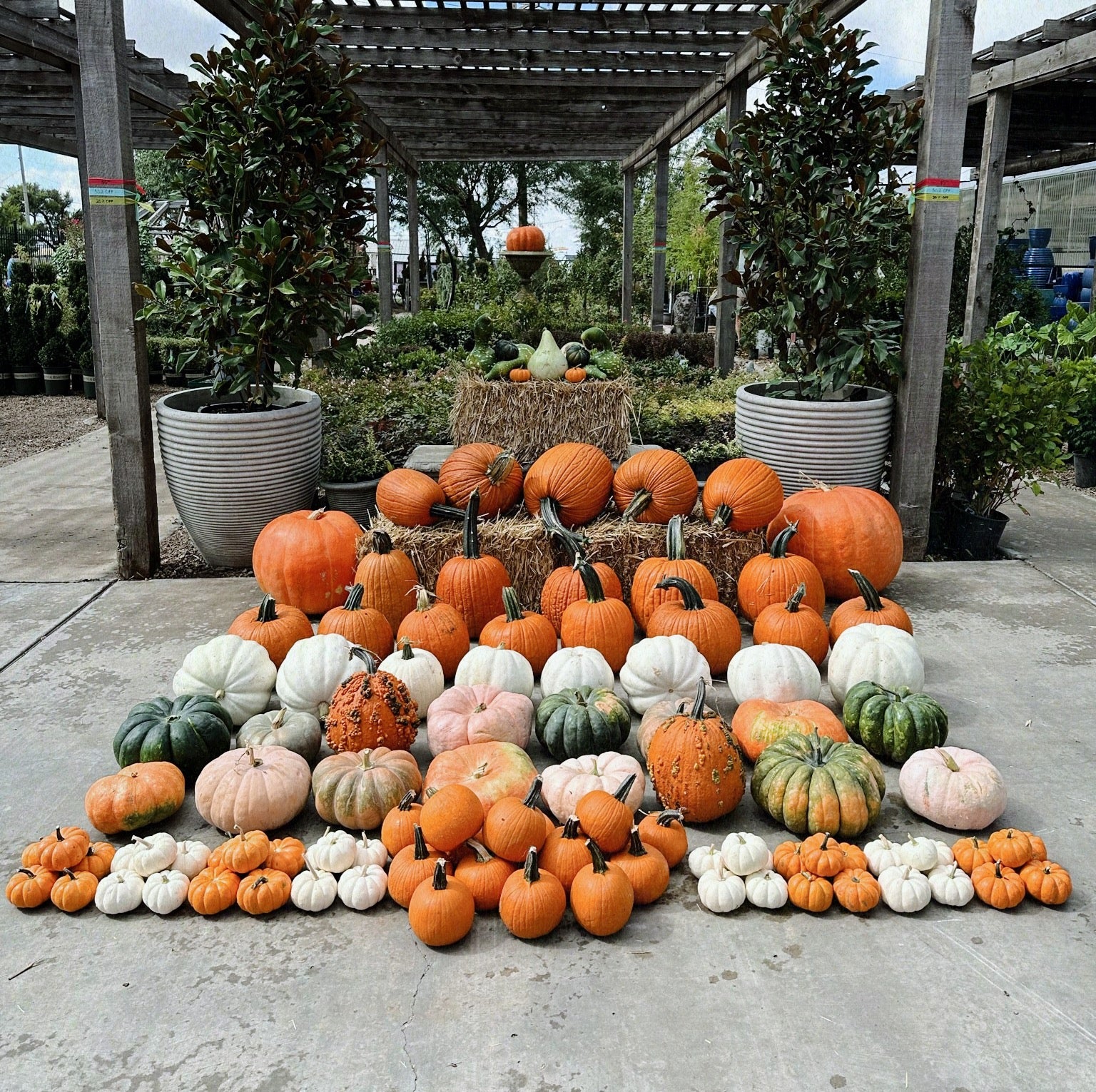 An array of pumpkins displayed on a concrete surface, including various sizes and colors such as orange, white, and green, arranged in front of a greenhouse.