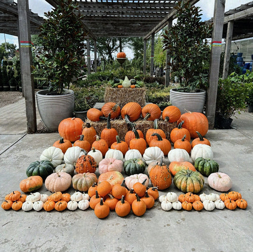 An array of pumpkins displayed on a concrete surface, including various sizes and colors such as orange, white, and green, arranged in front of a greenhouse.