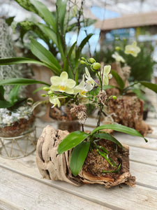 Orchid on a Driftwood Workshop